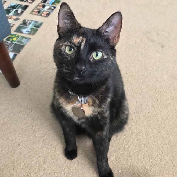 Meet your Posher, Hannah - Picture 3 of 4